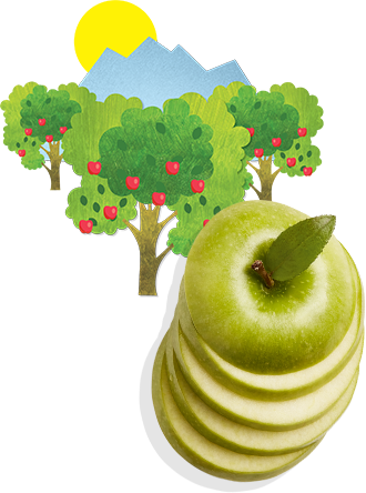 slices of apples with a drawing of apple trees